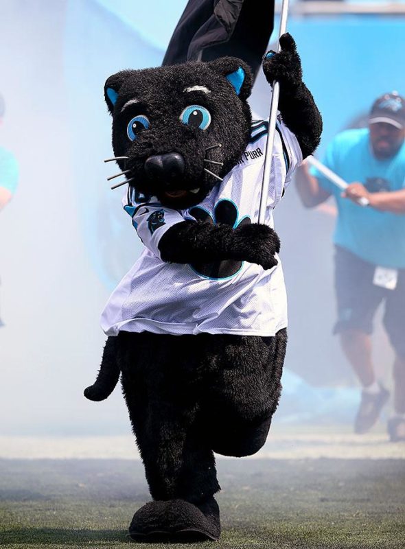 Carolina-Panthers-mascot-Sir-Purr